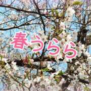 ヒメ日記 2026/04/02 18:51 投稿 藤堂　渚 プルプル人妻専門店