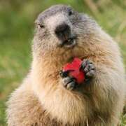 ヒメ日記 2025/04/18 10:13 投稿 ココナ 月兎（GET）