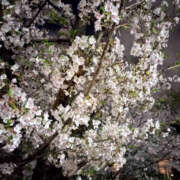 ヒメ日記 2025/04/10 10:16 投稿 さつき Happy Gang(ハッピーギャング)