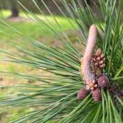 ヒメ日記 2025/04/06 18:16 投稿 花園笑 五十路マダム金沢店