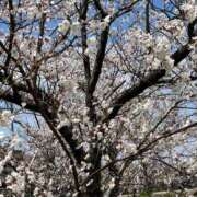 ヒメ日記 2025/04/07 17:16 投稿 花園笑 五十路マダム金沢店