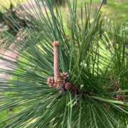 ヒメ日記 2025/04/07 21:52 投稿 花園笑 五十路マダム金沢店