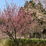 ヒメ日記 2025/04/19 17:14 投稿 花園笑 五十路マダム金沢店