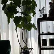 ヒメ日記 2025/04/25 05:14 投稿 花園笑 五十路マダム金沢店