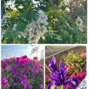 ヒメ日記 2025/05/13 06:50 投稿 花園笑 五十路マダム金沢店