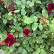 ヒメ日記 2025/05/15 07:02 投稿 花園笑 五十路マダム金沢店