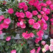 ヒメ日記 2025/05/20 16:50 投稿 花園笑 五十路マダム金沢店