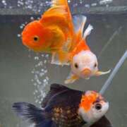 ヒメ日記 2025/06/18 22:20 投稿 花園笑 五十路マダム金沢店