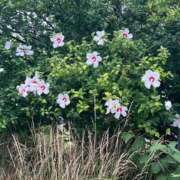 ヒメ日記 2025/07/02 07:14 投稿 花園笑 五十路マダム金沢店