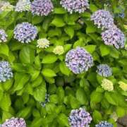 ヒメ日記 2025/07/03 06:56 投稿 花園笑 五十路マダム金沢店