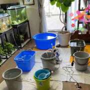 ヒメ日記 2025/09/03 07:12 投稿 花園笑 五十路マダム金沢店