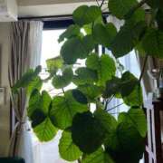 ヒメ日記 2025/09/06 07:08 投稿 花園笑 五十路マダム金沢店