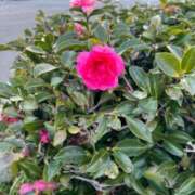 ヒメ日記 2026/03/12 07:18 投稿 花園笑 五十路マダム金沢店