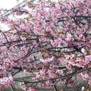 ヒメ日記 2026/03/24 17:04 投稿 花園笑 五十路マダム金沢店