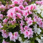 ヒメ日記 2026/04/28 06:56 投稿 花園笑 五十路マダム金沢店