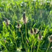 ヒメ日記 2026/05/06 06:58 投稿 花園笑 五十路マダム金沢店