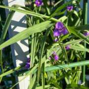 ヒメ日記 2026/05/07 09:52 投稿 花園笑 五十路マダム金沢店