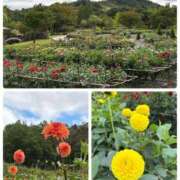 花園笑 おはようございます 五十路マダム金沢店