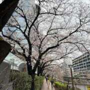 ヒメ日記 2025/04/05 05:12 投稿 うた 石亭