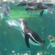 ヒメ日記 2025/10/12 15:40 投稿 りん 池袋マリン別館