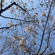 ヒメ日記 2025/03/25 13:58 投稿 ゆい アニバーサリー