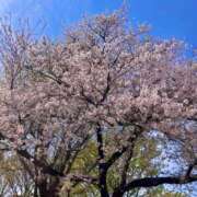 ヒメ日記 2025/04/14 08:47 投稿 ゆい アニバーサリー