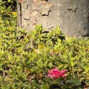 ヒメ日記 2026/01/24 09:48 投稿 ゆい アニバーサリー