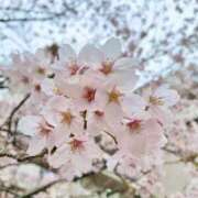 ヒメ日記 2026/03/31 10:05 投稿 ゆい アニバーサリー