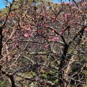 ヒメ日記 2025/02/21 07:58 投稿 紅(べに) カリビアンマッサージ 天使のゆびさき 岡山店