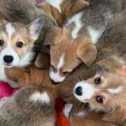 ヒメ日記 2025/03/17 17:46 投稿 紅(べに) カリビアンマッサージ 天使のゆびさき 岡山店