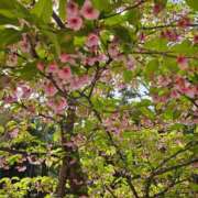 ヒメ日記 2025/03/17 19:38 投稿 紅(べに) カリビアンマッサージ 天使のゆびさき 岡山店