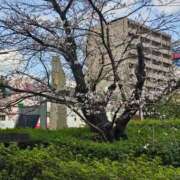 ヒメ日記 2025/03/30 18:14 投稿 紅(べに) カリビアンマッサージ 天使のゆびさき 岡山店