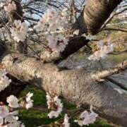 ヒメ日記 2025/04/06 12:50 投稿 紅(べに) カリビアンマッサージ 天使のゆびさき 岡山店