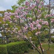 ヒメ日記 2025/04/10 23:26 投稿 紅(べに) カリビアンマッサージ 天使のゆびさき 岡山店