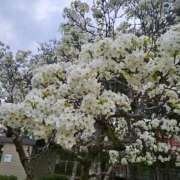 ヒメ日記 2025/04/11 13:16 投稿 紅(べに) カリビアンマッサージ 天使のゆびさき 岡山店