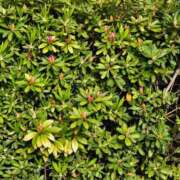 ヒメ日記 2025/04/16 08:04 投稿 紅(べに) カリビアンマッサージ 天使のゆびさき 岡山店