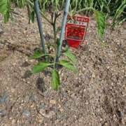 ヒメ日記 2025/04/18 17:04 投稿 紅(べに) カリビアンマッサージ 天使のゆびさき 岡山店