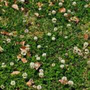 ヒメ日記 2025/04/27 23:06 投稿 紅(べに) カリビアンマッサージ 天使のゆびさき 岡山店