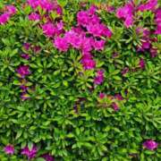 ヒメ日記 2025/04/29 17:46 投稿 紅(べに) カリビアンマッサージ 天使のゆびさき 岡山店