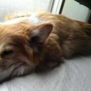 ヒメ日記 2025/04/29 19:32 投稿 紅(べに) カリビアンマッサージ 天使のゆびさき 岡山店