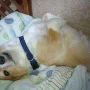 ヒメ日記 2025/05/15 00:20 投稿 紅(べに) カリビアンマッサージ 天使のゆびさき 岡山店