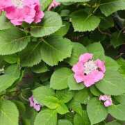 ヒメ日記 2025/06/12 19:46 投稿 紅(べに) カリビアンマッサージ 天使のゆびさき 岡山店