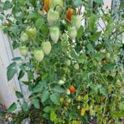 ヒメ日記 2025/07/19 12:06 投稿 紅(べに) カリビアンマッサージ 天使のゆびさき 岡山店