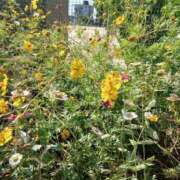 ヒメ日記 2025/11/05 12:04 投稿 紅(べに) カリビアンマッサージ 天使のゆびさき 岡山店