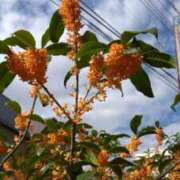 ヒメ日記 2025/10/24 09:48 投稿 のあ 人妻・若妻デリヘル レディプレイス