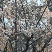 のあ こんばんは！ 人妻・若妻デリヘル レディプレイス