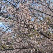 ヒメ日記 2025/04/09 15:15 投稿 ここ BUNNY（バニー）十三店