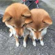 朝倉みこ お休みに セレブ嬉野