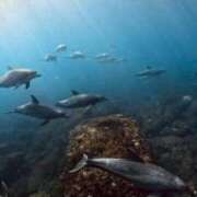 ヒメ日記 2025/05/23 03:45 投稿 ゆら 翡翠の夢