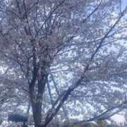 ヒメ日記 2025/04/12 15:17 投稿 心（ココロ） アバンチュール(五反田)